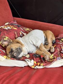 French Bulldog Dogs Available for Adoption - Weezy | PetCurious