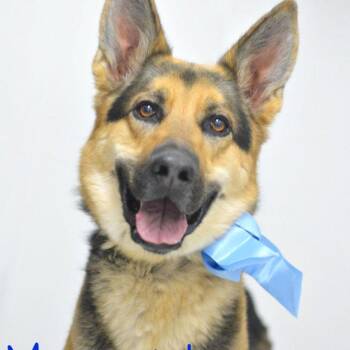 Rick -  German Shepherd Dog Dog for Adoption in Lake Havasu City, Arizona - Rick | PetCurious