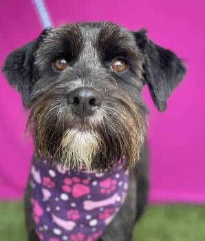 DIOR -  Schnauzer Dog for Adoption in Rowland Heights, California - DIOR | PetCurious