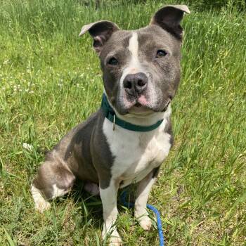 BamBam -  Pit Bull Terrier Dog for Adoption in Allegan, Michigan - BamBam | PetCurious