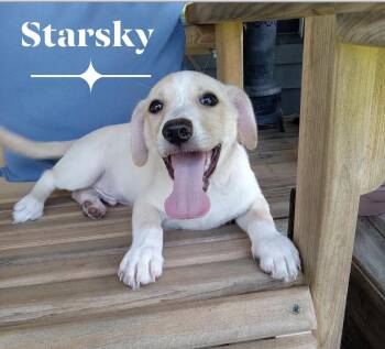 Starsky -  Chihuahua Dog for Adoption in Milton, Florida - Starsky | PetCurious