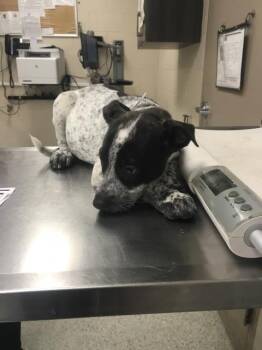 ROOTER -  Pit Bull Terrier and Australian Cattle Dog Blue Heeler Dog for Adoption in Conroe, Texas - ROOTER | PetCurious