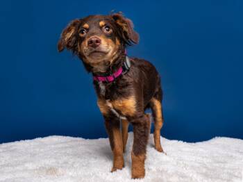 Dachshund Dogs Available for Adoption - Dreamcatcher | PetCurious