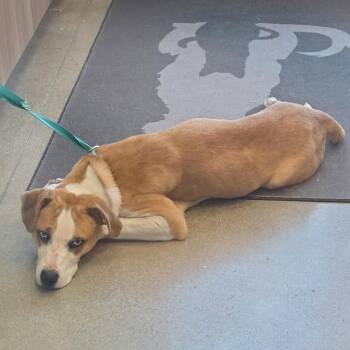 Seraya -  Mixed Breed Dog for Adoption in Sand Springs, Oklahoma - Seraya | PetCurious