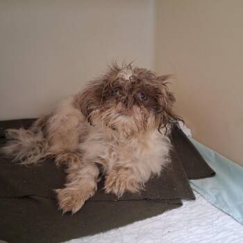 Zime -  Shih Tzu Dog for Adoption in East St. Louis, Illinois - Zime | PetCurious