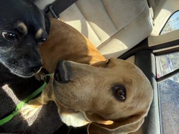 Choco -  Basset Hound Dog for Adoption in Tucson, Arizona - Choco | PetCurious
