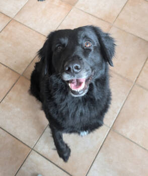 Rescue Labrador Retriever and Mixed Breed Dogs for Adoption in Morristown, New Jersey - Moose | PetCurious