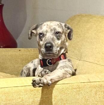 Jed -  Catahoula Leopard Dog Dog for Adoption in Dripping Springs, Texas - Jed | PetCurious