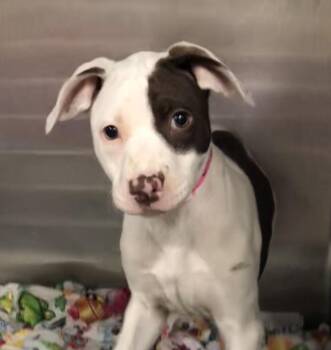 Chip -  Labrador Retriever Dog for Adoption in Parma, Ohio - Chip | PetCurious