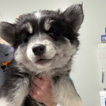 Pomeranian and Husky Dogs Available for Adoption - Connie | PetCurious