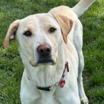 Juno -  Mixed Breed Dog for Adoption in Medford, Oregon - Juno | PetCurious
