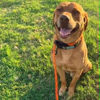 BUDDY -  Labrador Retriever and Redbone Coonhound Dog for Adoption in Kaufman, Texas - BUDDY | PetCurious