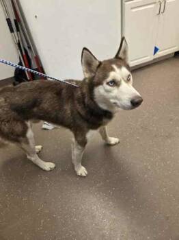 Rescue Siberian Husky and Mixed Breed Dogs for Adoption in South Bend, Indiana - Elijah | PetCurious
