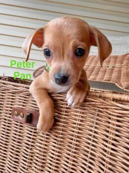 Peter Pan -  Chihuahua Dog for Adoption in Shawnee, Oklahoma - Peter Pan | PetCurious