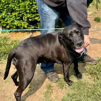 Rescue Pit Bull Terrier Dogs for Adoption in Farmersville, Ohio - Rosemary | PetCurious