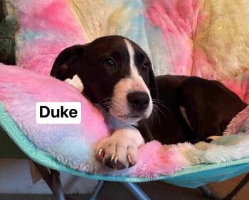 Mixed Breed Dogs Available for Adoption in Ridgefield, Connecticut - Duke | PetCurious