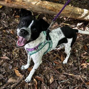 Snoopy -  Mixed Breed Dog for Adoption in New York, New York - Snoopy | PetCurious