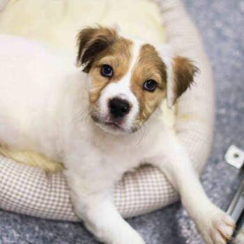 Duke -  Mixed Breed Dog for Adoption in Atlanta, Georgia - Duke | PetCurious