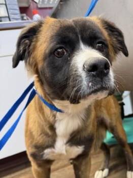 German Shepherd Dog Dogs Available for Adoption in Buffalo, Minnesota - Summer | PetCurious