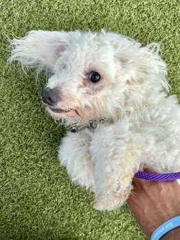 Master Shifu -  Mixed Breed Dog for Adoption in Wichita, Kansas - Master Shifu | PetCurious