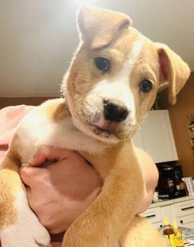 Retriever and Mixed Breed Dogs Available for Adoption - 3575B Merica - Adoption Ambassador | PetCurious