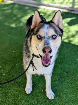 Rescue Husky Dogs for Adoption in Ridgecrest, California - Ritchie | PetCurious