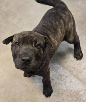 Shepherd and Shar Pei Dogs Available for Adoption in Murphysboro, Illinois - Noah | PetCurious