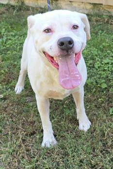 Rescue Pit Bull Terrier and Labrador Retriever Dogs for Adoption in New York, New York - Savin *foster Needed* | PetCurious