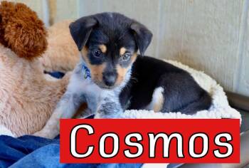 Cosmo -  Australian Cattle Dog Blue Heeler Dog for Adoption in Southlake, Texas - Cosmo | PetCurious
