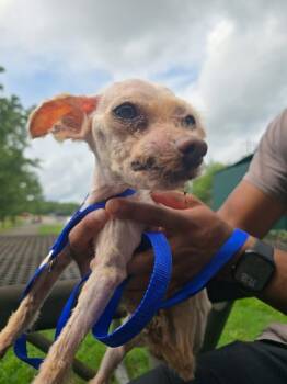 Anthony -  Yorkshire Terrier Dog for Adoption in Edison, New Jersey - Anthony | PetCurious