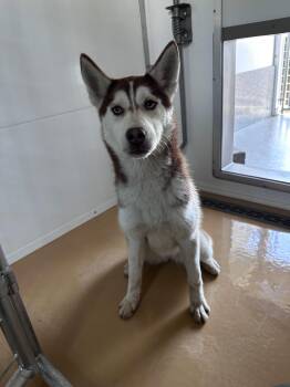 Daphne -  Siberian Husky Dog for Adoption in Sheridan, Oregon - Daphne | PetCurious