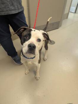 Pit Bull Terrier Dogs Available for Adoption in Johnson City, Tennessee - Milky Way | PetCurious