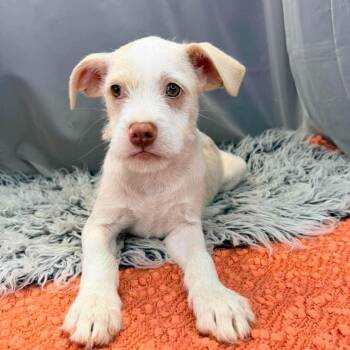 Jack Russell Terrier and Chihuahua Dogs Available for Adoption in Foley, Alabama - Ronnie | PetCurious