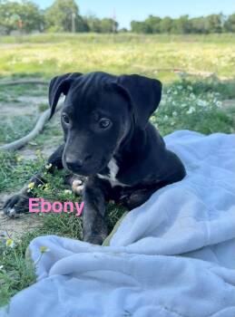 Ebony -  Labrador Retriever Dog for Adoption in Manchester, Connecticut - Ebony | PetCurious