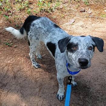 Hardy -  Mixed Breed Dog for Adoption in Tomah, Wisconsin - Hardy | PetCurious