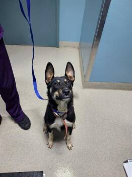 STEVIE -  Mixed Breed Dog for Adoption in Newton, North Carolina - STEVIE | PetCurious