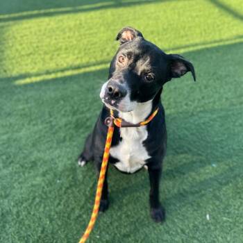 Boxer and Black Labrador Retriever Dogs Available for Adoption in Canton, Illinois - Cesar | PetCurious