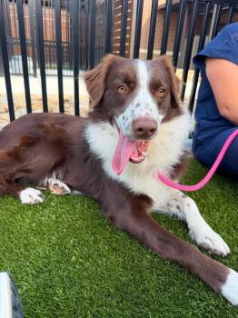Ringo #5234 -  Australian Shepherd Dog for Adoption in Ontario, California - Ringo #5234 | PetCurious