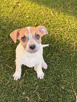 Australian Cattle Dog Blue Heeler and French Bulldog Dogs Available for Adoption in Henderson, Nevada - Monica | PetCurious
