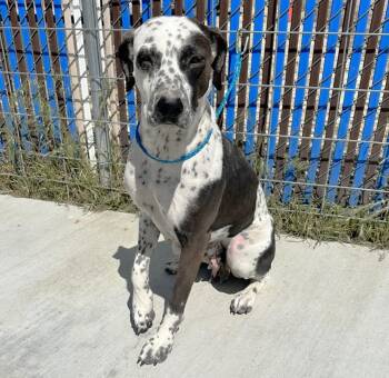 Dalmatian and Pit Bull Terrier Dogs Available for Adoption in Elko, Nevada - Penny-61085216 | PetCurious