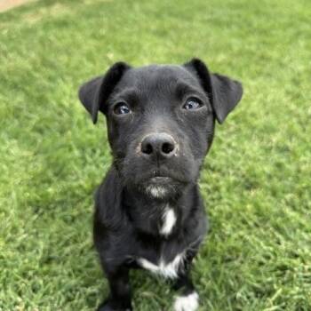 Wren -  Chihuahua Dog Available for Adoption in Snyder, Texas - Wren | PetCurious