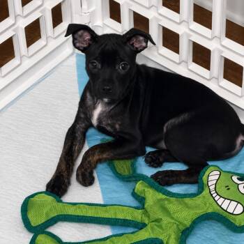 Cannonball -  Boston Terrier and Chihuahua Dog for Adoption in Rockville, Maryland - Cannonball | PetCurious