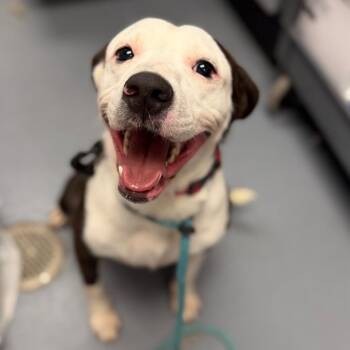 Karl -  Mixed Breed Dog for Adoption in Sarasota, Florida - Karl | PetCurious