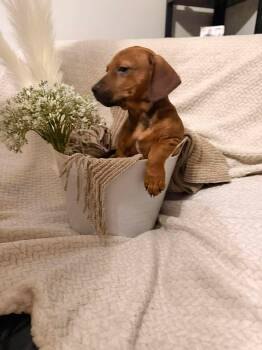 Dachshund and Chihuahua Dogs Available for Adoption in Sugar Grove, Illinois - Christine | PetCurious