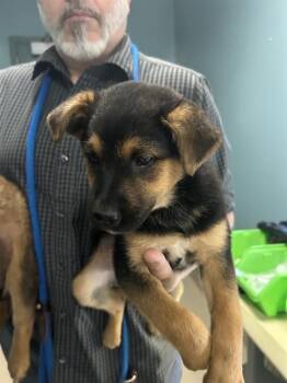 Mixed Breed Dogs Available for Adoption in Newton, North Carolina - COURTNEY | PetCurious