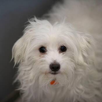 Oscar (MY26-98) -  Coton De Tulear and None Dog for Adoption in Peyton, Colorado - Oscar (MY26-98) | PetCurious