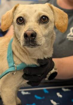 Chihuahua Dogs Available for Adoption in Ontario, California - MADELINE | PetCurious
