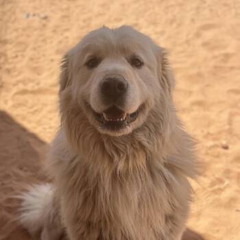 Allistair -  Great Pyrenees and Mixed Breed Dog Available for Adoption in Kanab, Utah - Allistair | PetCurious