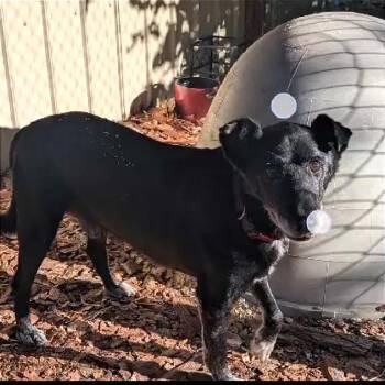 AOK-Stray-296 -  Border Collie and Black Labrador Retriever Dog for Adoption in Tonasket, Washington - AOK-Stray-296 | PetCurious
