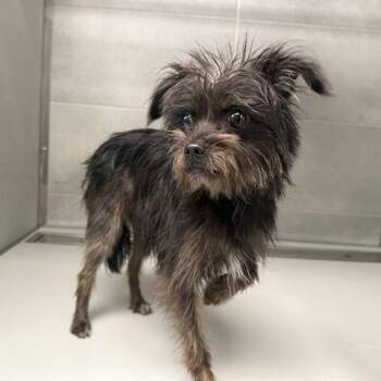 Yorkshire Terrier Dogs Available for Adoption - Kiwi | PetCurious